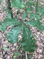 Quercus austrina