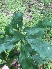Quercus austrina