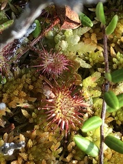 Drosera rotundifolia image
