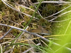 Euphyes bimacula