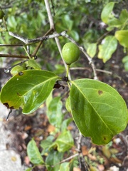 Salacia chinensis