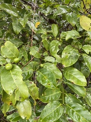 Salacia chinensis