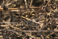 Cyrtacanthacris tatarica