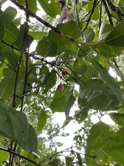 Salacia chinensis