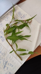 Persicaria lapathifolia