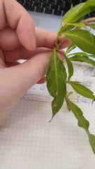 Persicaria lapathifolia
