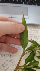 Persicaria lapathifolia