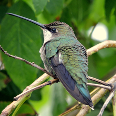 Heliomaster furcifer