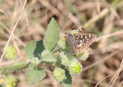 Spialia galba