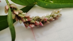 Persicaria lapathifolia