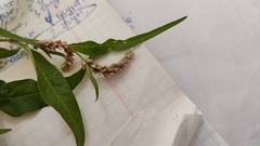 Persicaria lapathifolia