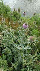 Dipsacus fullonum