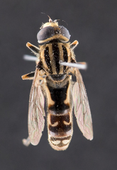 Anasimyia distincta