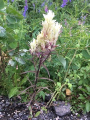 Castilleja pallida caudata