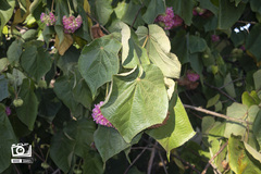 Dombeya wallichii