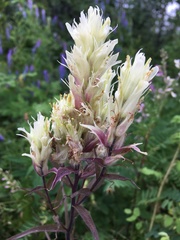 Castilleja pallida caudata