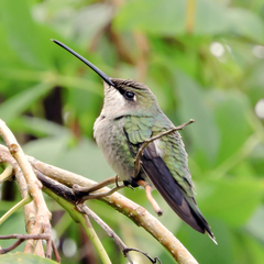 Heliomaster furcifer