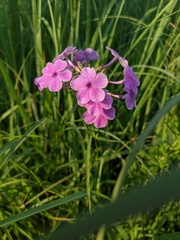 Phlox glaberrima interior