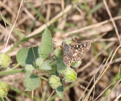 Spialia galba