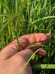 Phlox glaberrima interior