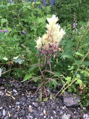 Castilleja pallida caudata