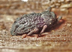 Poropterus melancholicus