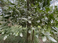 Cordia collococca