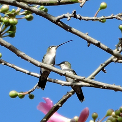Heliomaster furcifer