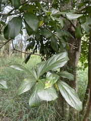 Cordia collococca