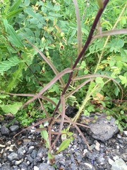 Castilleja pallida caudata