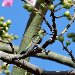 Heliomaster furcifer