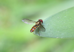 Episyrphus viridaureus