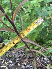 Castilleja pallida caudata
