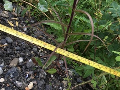 Castilleja pallida caudata