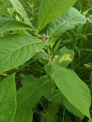 Triosteum perfoliatum