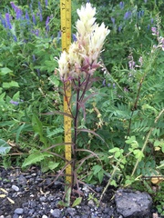 Castilleja pallida caudata
