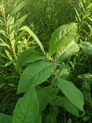 Triosteum perfoliatum