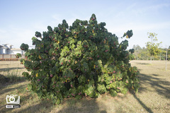 Dombeya wallichii