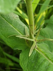 Triosteum perfoliatum