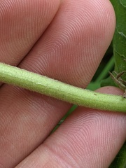 Triosteum perfoliatum