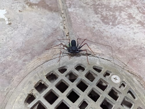 Arizona Tailless Whip Scorpion photo 6