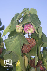 Dombeya wallichii