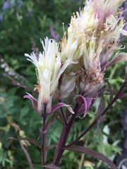 Castilleja pallida caudata