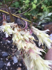 Castilleja pallida caudata