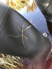 Arphax australis