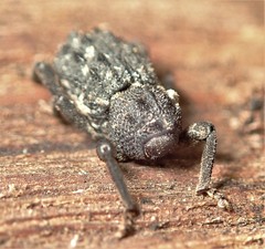 Poropterus melancholicus