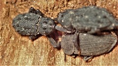 Poropterus melancholicus