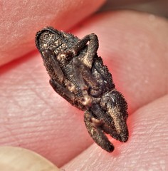 Poropterus melancholicus