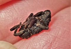 Poropterus melancholicus