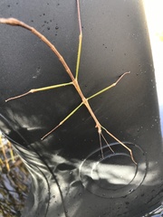 Arphax australis
